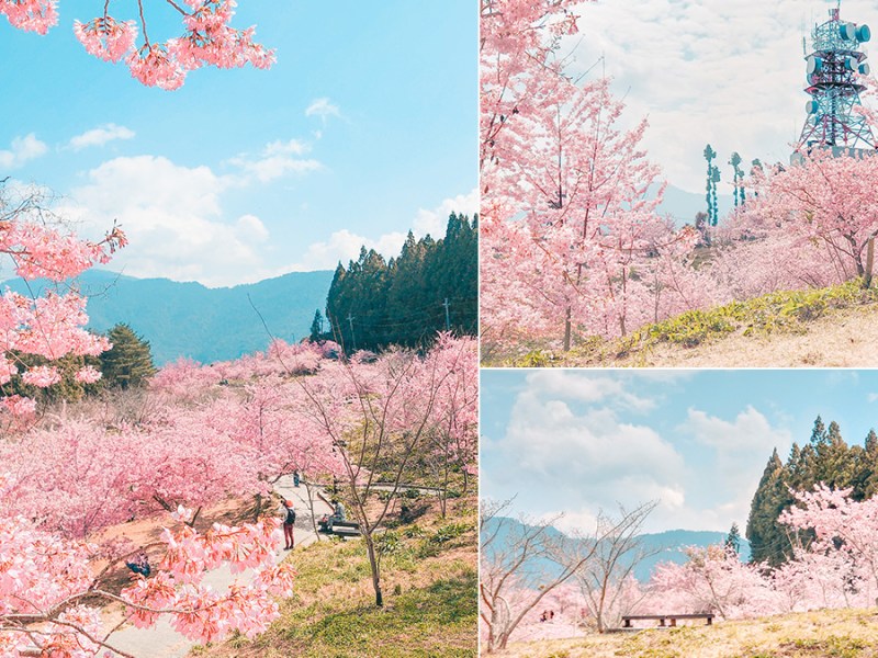 【福壽山農場千櫻園】高山賞櫻就是那麼美！粉色富士櫻、昭和櫻爆開(圖組)