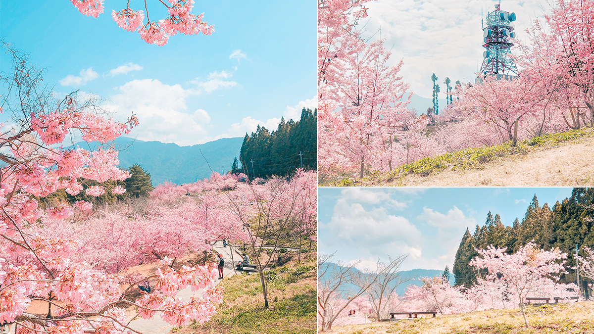 【福壽山農場千櫻園】高山賞櫻就是那麼美！粉色富士櫻、昭和櫻爆開(圖組)
