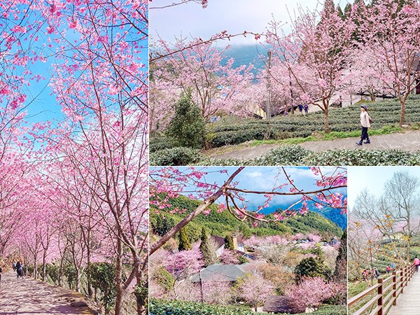 山上人家｜最美雲端茶園櫻花季，新竹五峰必訪！賞櫻、雲海、森林浴一次滿足