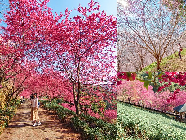 【沐心泉休閒農場】台中新社最大規模櫻花隧道，八重櫻/香水櫻接力綻放