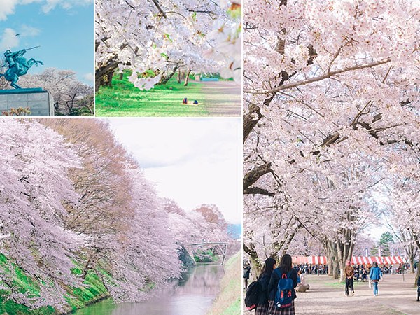 【霞城公園】離JR山形站最近的賞櫻名所！1500顆吉野櫻，護城河櫻花