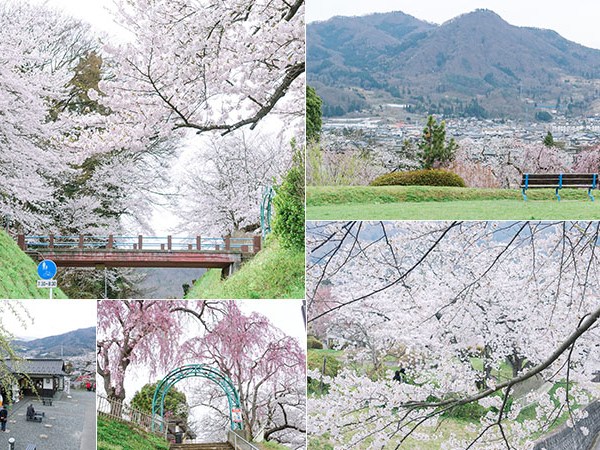 【上山城月岡公園】泡足湯、吉野櫻垂支櫻交錯美景！山形散步賞櫻日常