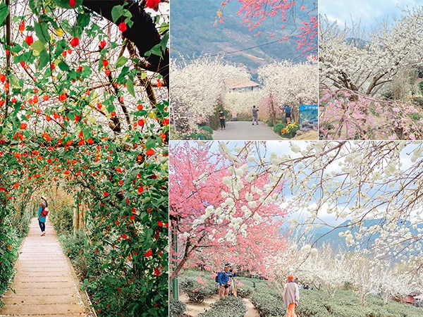 【草坪頭櫻花季】南投賞花時間最長的櫻花景點！桃花/李花爭豔美景