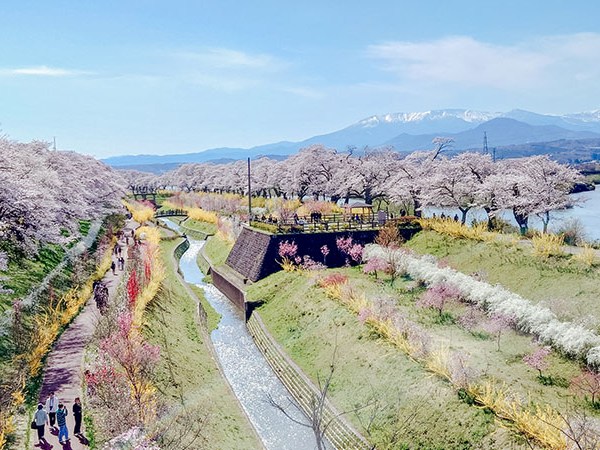 【白石川堤一目千本櫻】從仙台出發只要半小時！沒來等於沒到宮城賞櫻過