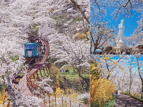【船岡城址公園】最夢幻的櫻花纜車在這裡！宮城人氣賞櫻柴田櫻花祭