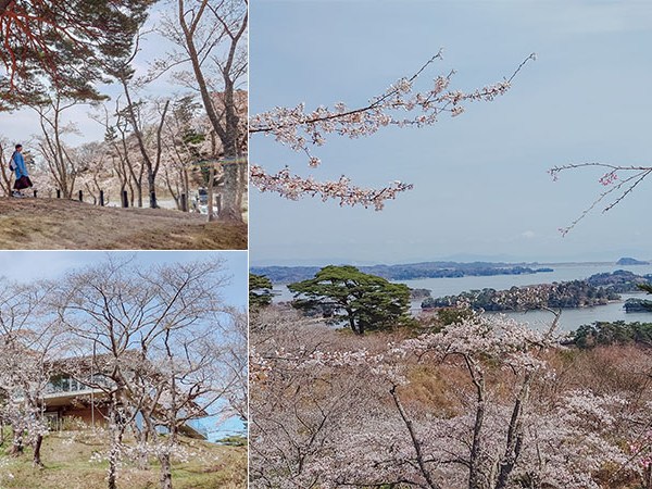 西行折回之松公園｜松島海岸也能賞櫻！絕美松島灣櫻花海