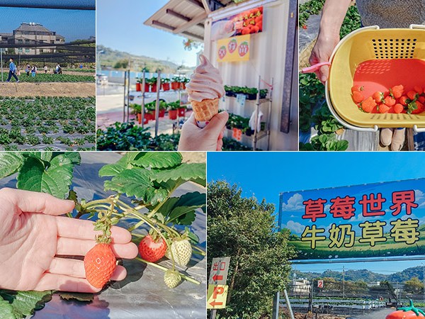 【潭子草莓世界】台中難得大面積草莓園！慈濟醫院旁、好停車