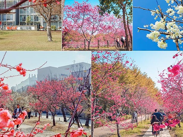 【中科崴立櫻花公園】台中平地最大免費賞櫻景點！八重櫻步道超好逛